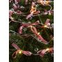 Markslojd ROSETT 702943 Řetězové osvětlení 20x0.8W/LED 2700K IP20